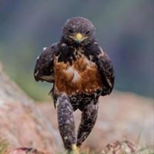 papertigeress avatar