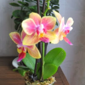 kailikliimask avatar