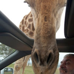 rajkodamjanac avatar