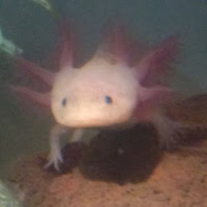 thecowcrewecsdee avatar