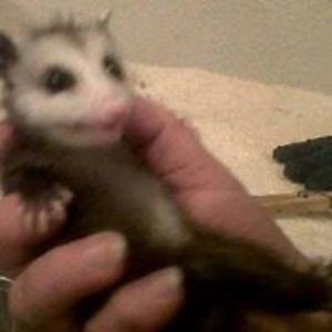 possumladyjan avatar