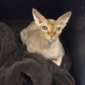 sphynxkitty_cd avatar