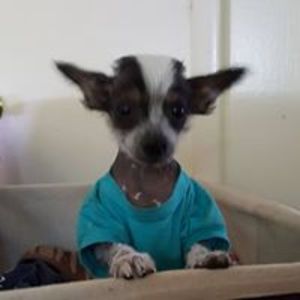 mickey_scurio avatar