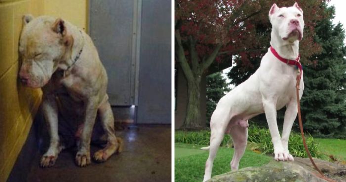 30 Photos Of Dogs Before & After Their Adoption That Will Melt Your Heart