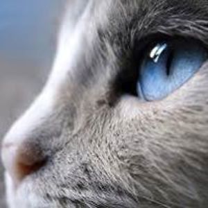 hemendra_kumar avatar