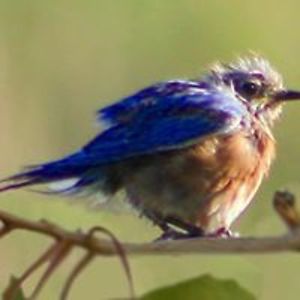 barbara_henry avatar