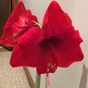 snowwhite52722 avatar