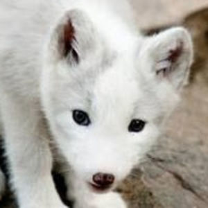 nataliejenkins avatar