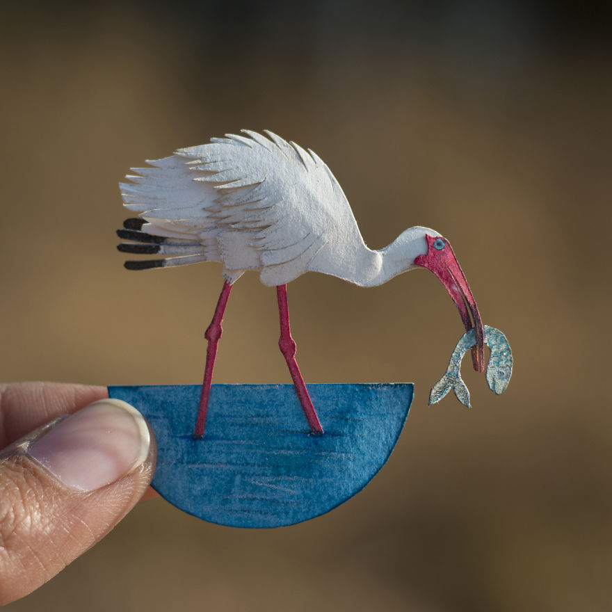 American White Ibis