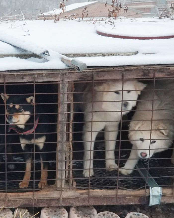US Olympic Skier Gus Kenworthy Rescued 90 Dogs From Korean Dog Meat Farm