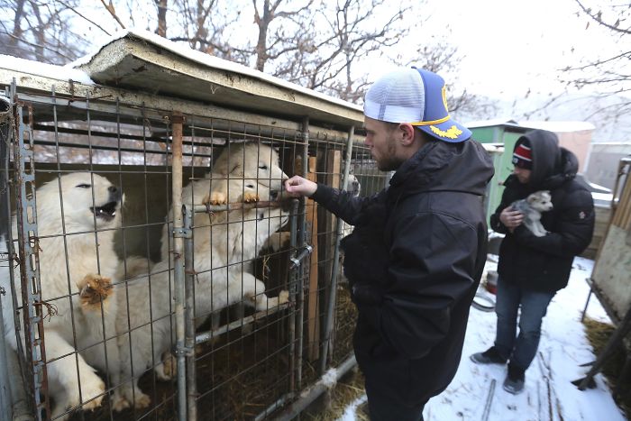 US Olympic Skier Gus Kenworthy Rescued 90 Dogs From Korean Dog Meat Farm US Olympic Skier Gus Kenworthy Rescued 90 Dogs From Korean Dog Meat Farm