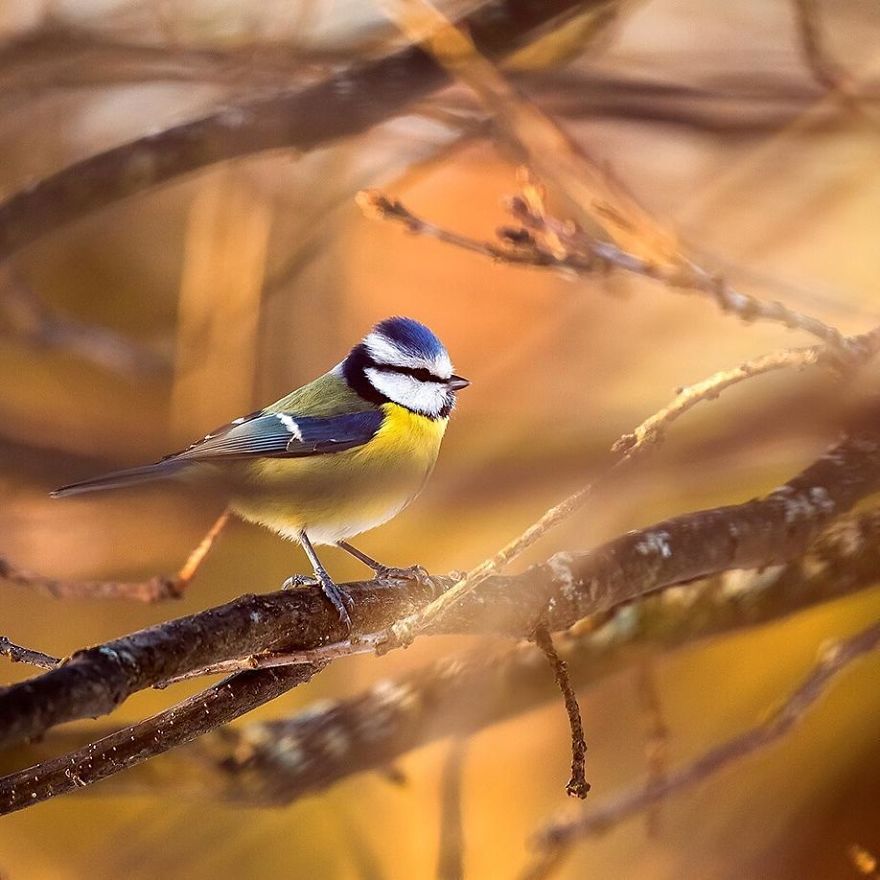 Photographer Spends Months In Forest Capturing Angry Birds In Real Life