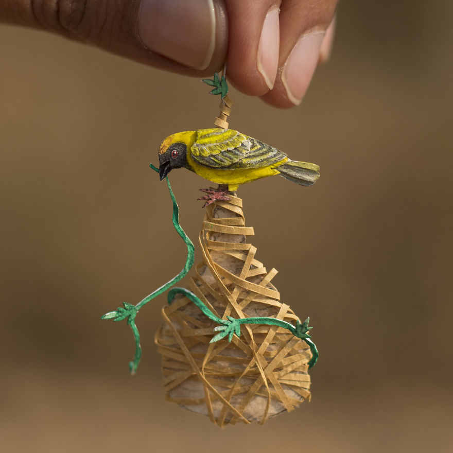 Baya Weaver