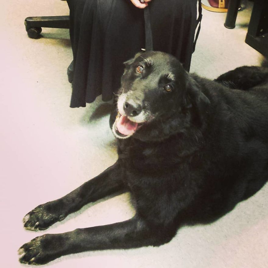 Family Gets A Shock Of A Lifetime When Their Dog Returns After Disappearing 10 Years Ago