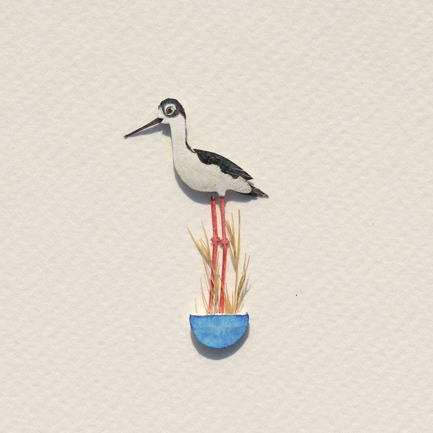 Black-Necked Stilt