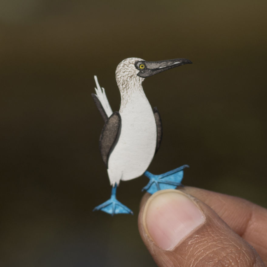 Blue-Footed Booby