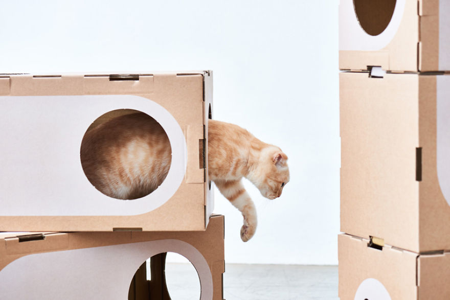 Architect Couple Turns Cardboard Boxes Into Stackable Cat Fort, And Here's How Cats React Architect Couple Turns Cardboard Boxes Into Stackable Cat Fort, And Here's How Cats React