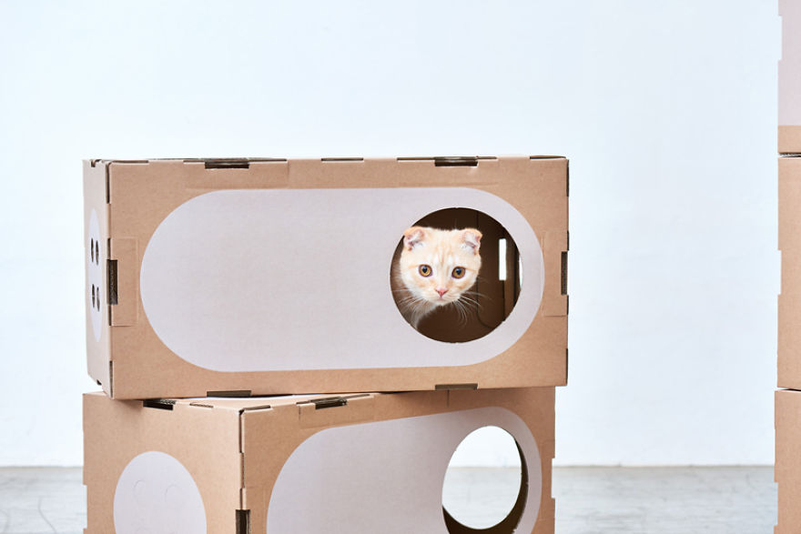 Architect Couple Turns Cardboard Boxes Into Stackable Cat Fort, And Here's How Cats React Architect Couple Turns Cardboard Boxes Into Stackable Cat Fort, And Here's How Cats React