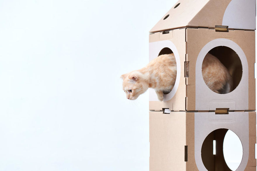 Architect Couple Turns Cardboard Boxes Into Stackable Cat Fort, And Here's How Cats React Architect Couple Turns Cardboard Boxes Into Stackable Cat Fort, And Here's How Cats React