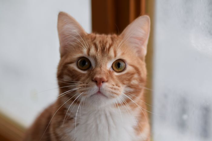 Photographer Captured Secret Lives Of Street Cats In Latvia