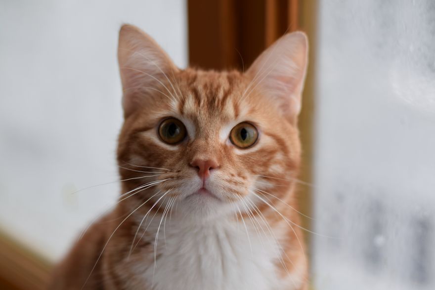 Photographer Captured Secret Lives Of Street Cats In Latvia