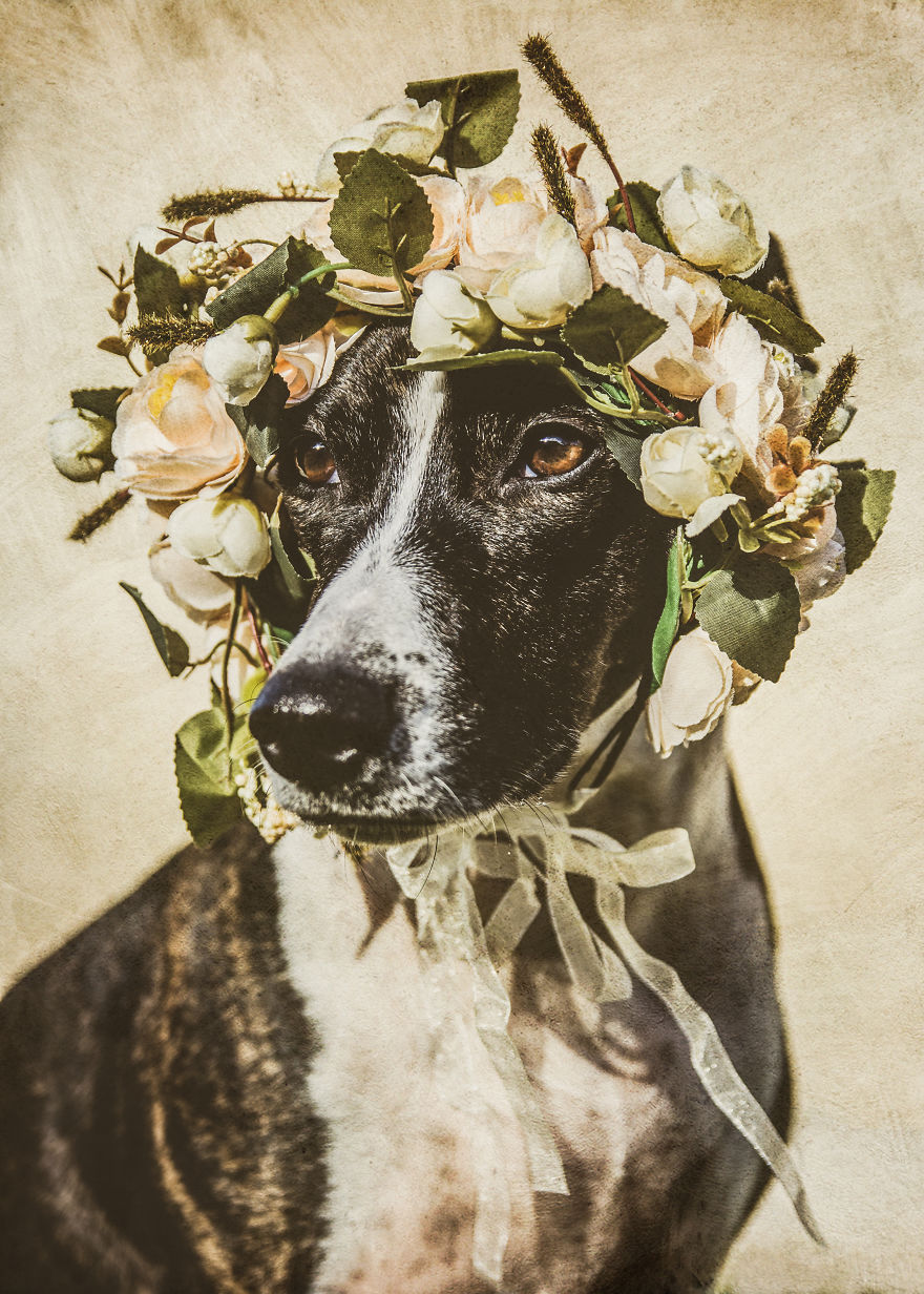 Rescue Dogs Turned Into Models