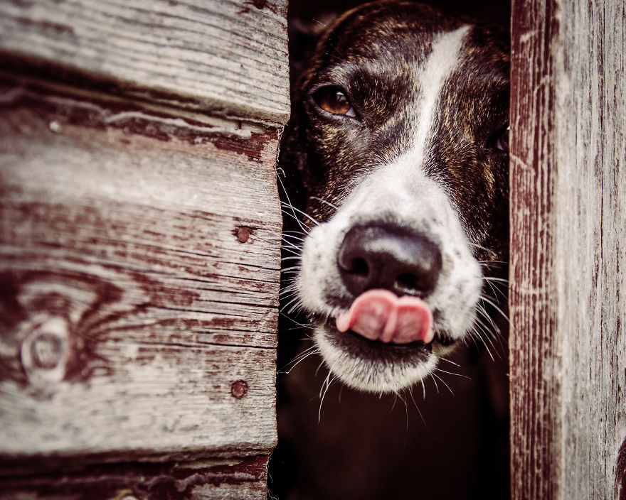 Rescue Dogs Turned Into Models