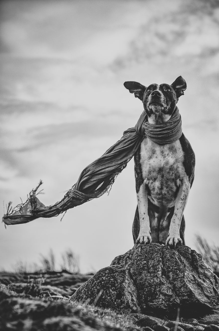 Rescue Dogs Turned Into Models