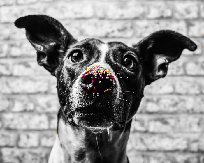 Rescue Dogs Turned Into Models