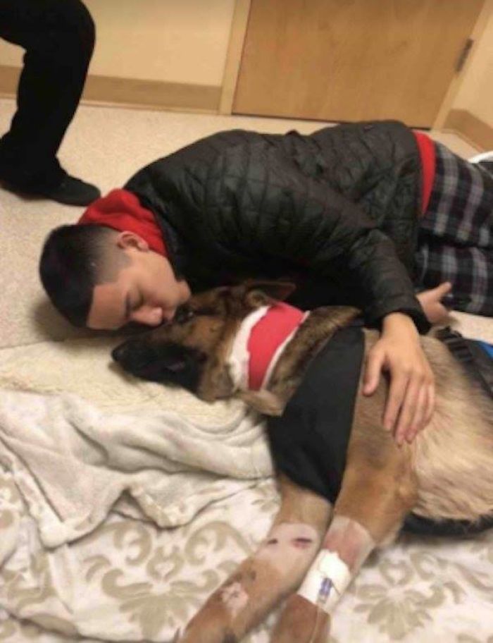 Brave Dog Gets Shot While Protecting His 16-Year-Old Owner From Armed Intruders Brave Dog Gets Shot While Protecting His 16-Year-Old Owner From Armed Intruders