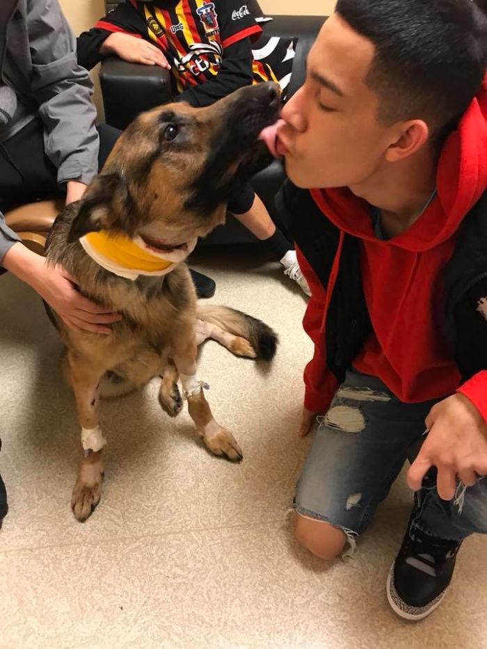 Brave Dog Gets Shot While Protecting His 16-Year-Old Owner From Armed Intruders