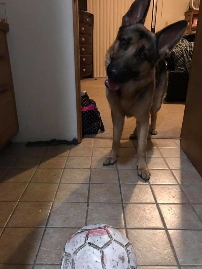 Brave Dog Gets Shot While Protecting His 16-Year-Old Owner From Armed Intruders