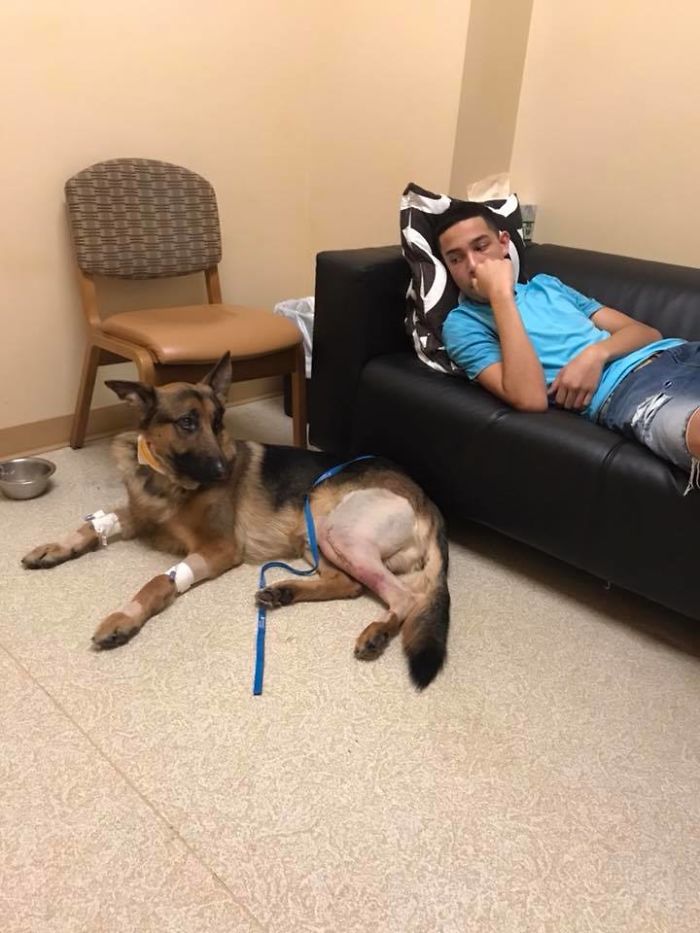 Brave Dog Gets Shot While Protecting His 16-Year-Old Owner From Armed Intruders Brave Dog Gets Shot While Protecting His 16-Year-Old Owner From Armed Intruders