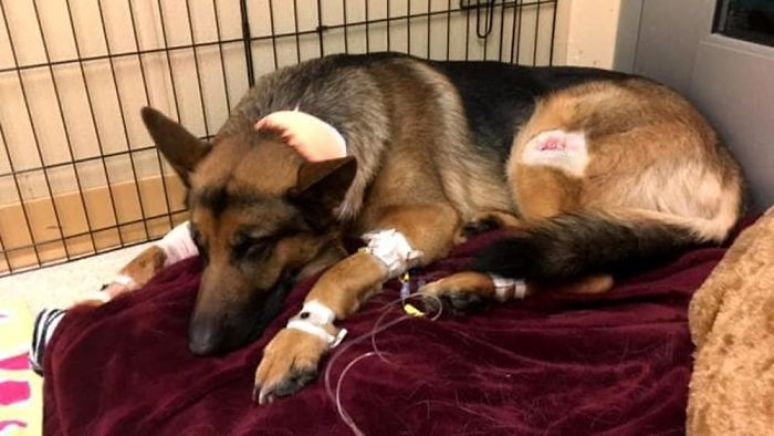 Brave Dog Gets Shot While Protecting His 16-Year-Old Owner From Armed Intruders