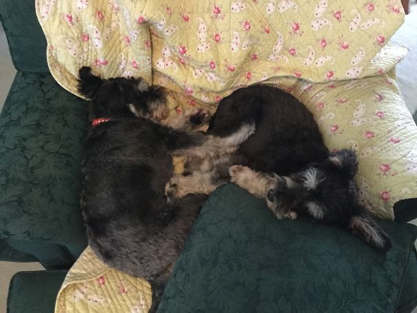 🐾 💤 Mummy Thinks 🤔 We Don’t Know That She Wants To Bath 🛀 Us Ha,ha,ha, 🤭 But We Are Going Too Sleep 😴all Day.... We Both Know She Won’t Wake Us Up Lol 😝