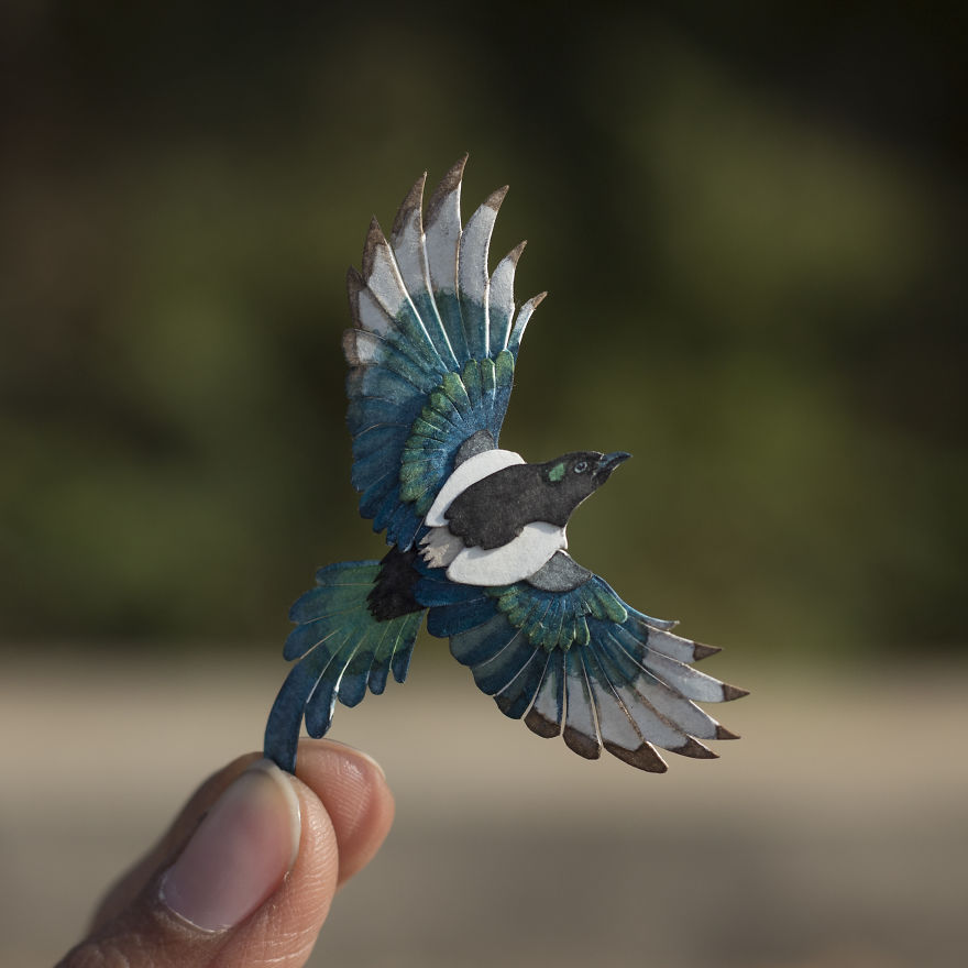 Eurasian Magpie