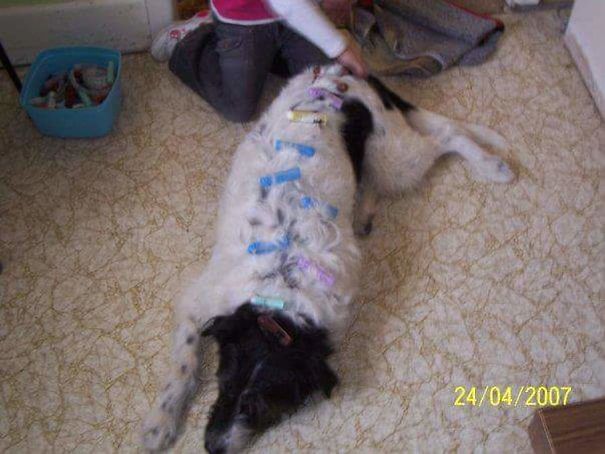 My Daughter Used To Put Her Great Nannas Curlers On Our Dog