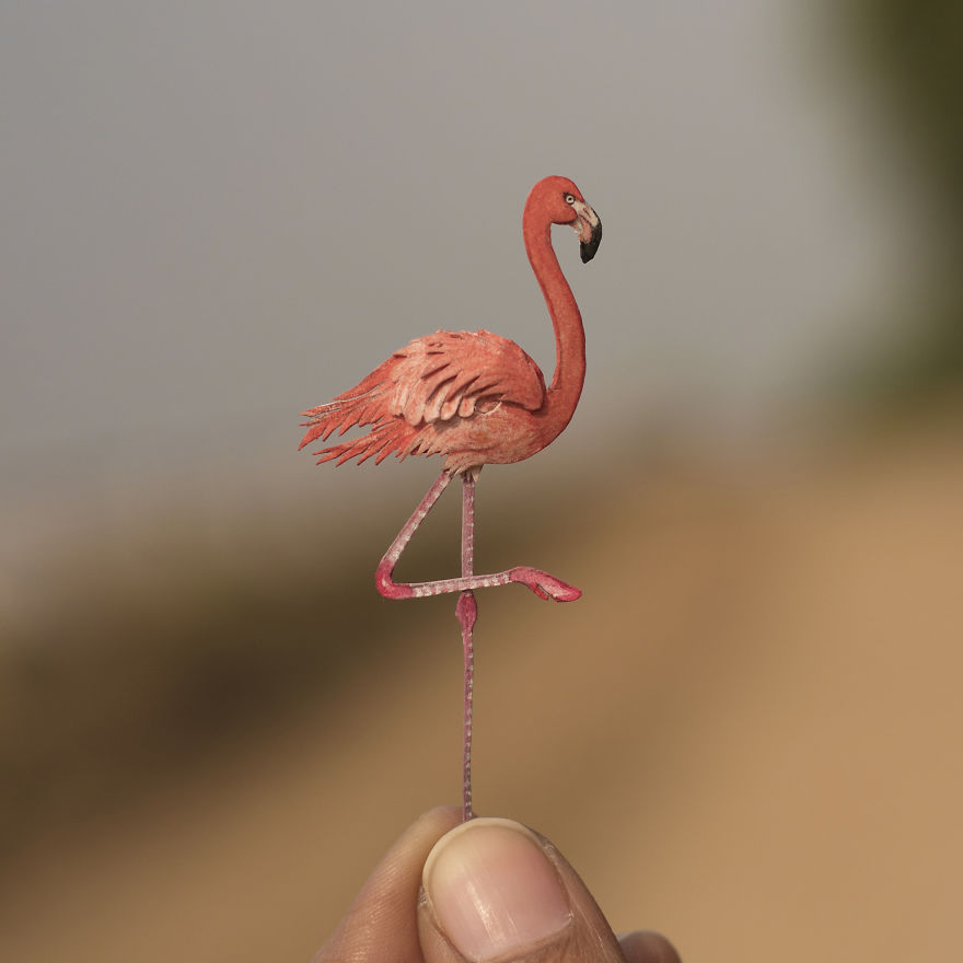Greater Flamingo