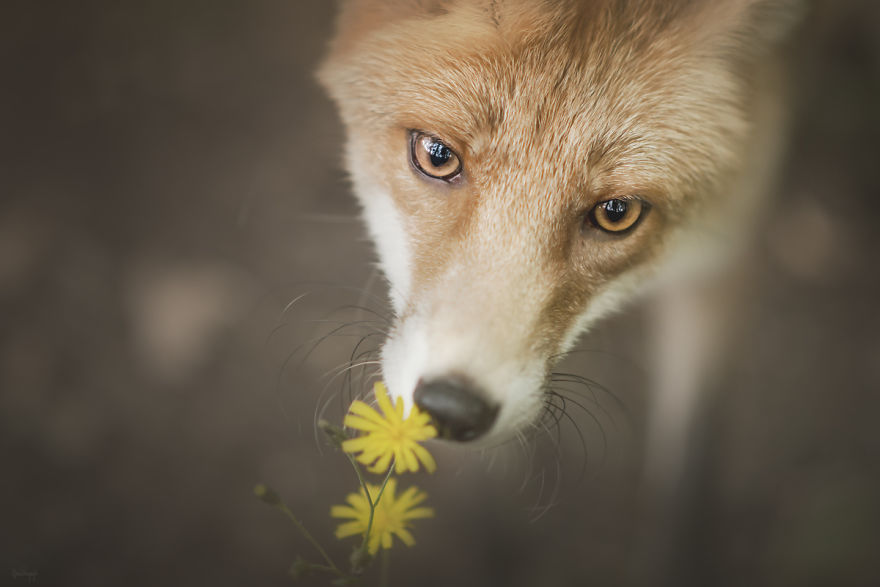 Fox - Amazing Creature