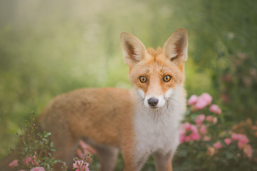 Fox - Amazing Creature