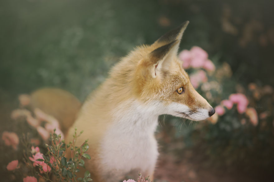 Fox - Amazing Creature