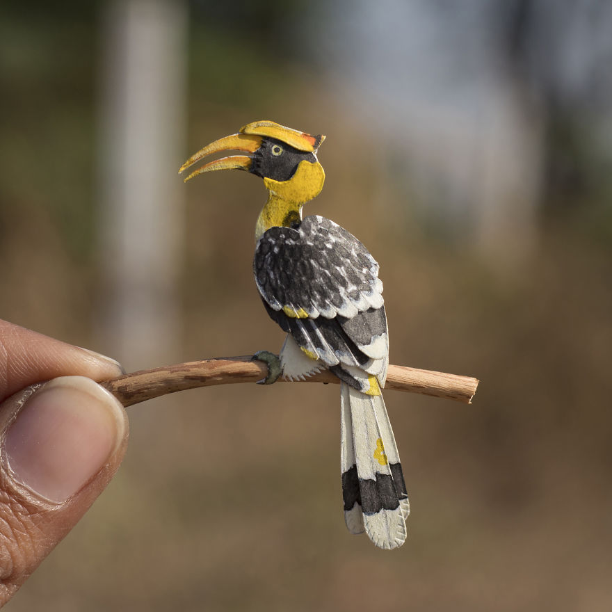 Great Hornbill
