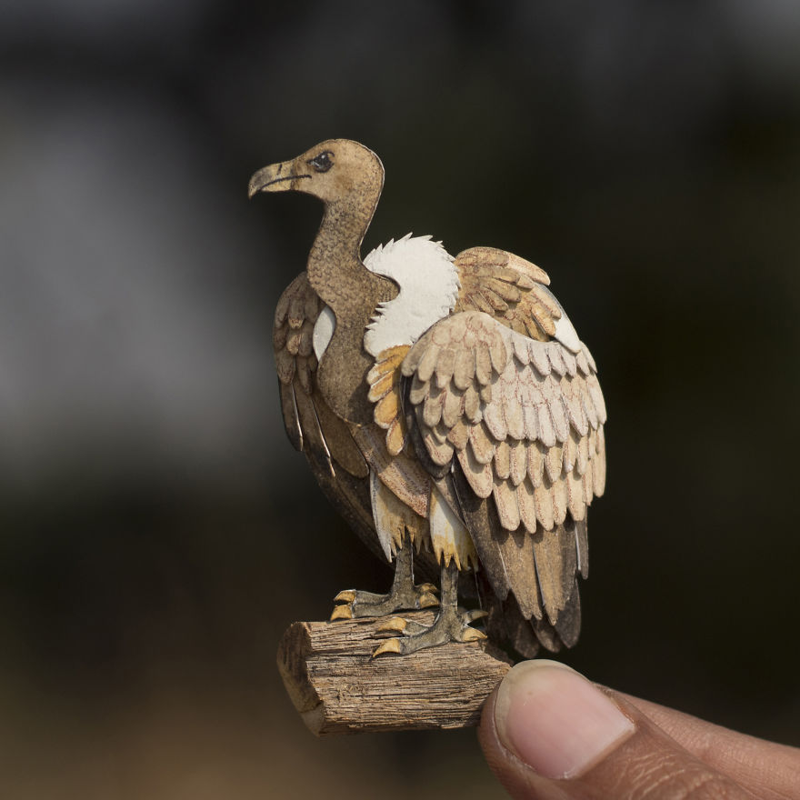 Griffon Vulture