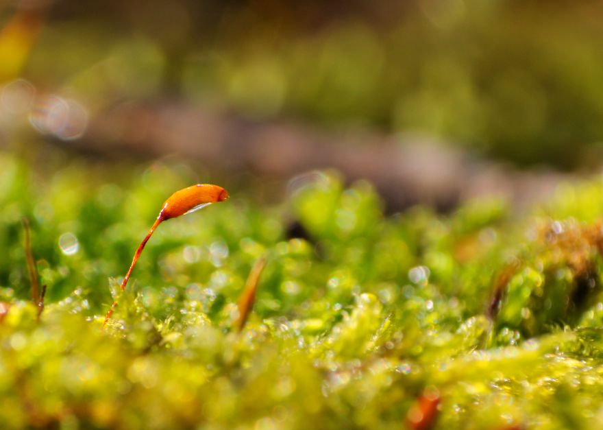 I Made A Macro Lens From Canon 18-55 And Was Surprised By The Shots It Can Take