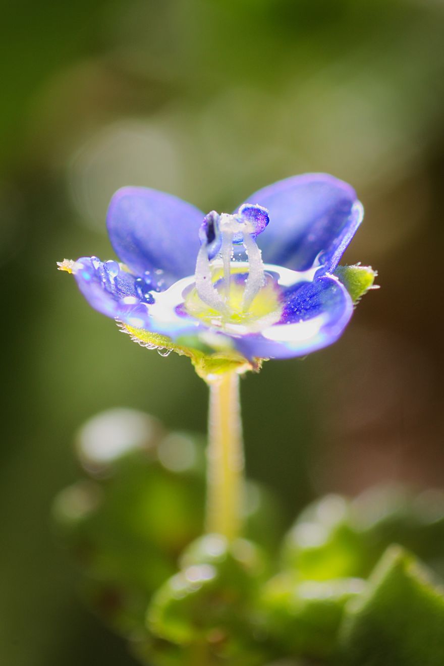 I Made A Macro Lens From Canon 18-55 And Was Surprised By The Shots It Can Take I Made A Macro Lens From Canon 18-55 And Was Surprised By The Shots It Can Take