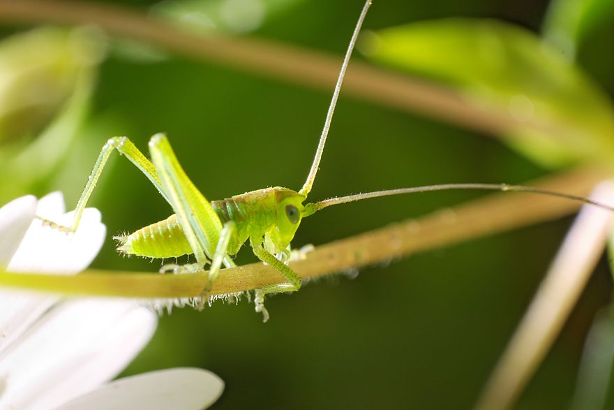 I Made A Macro Lens From Canon 18-55 And Was Surprised By The Shots It Can Take