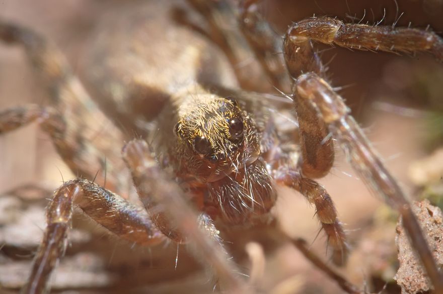 I Made A Macro Lens From Canon 18-55 And Was Surprised By The Shots It Can Take I Made A Macro Lens From Canon 18-55 And Was Surprised By The Shots It Can Take