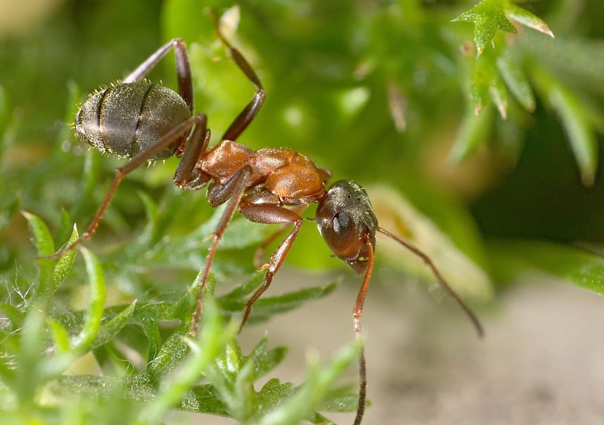 I Made A Macro Lens From Canon 18-55 And Was Surprised By The Shots It Can Take I Made A Macro Lens From Canon 18-55 And Was Surprised By The Shots It Can Take