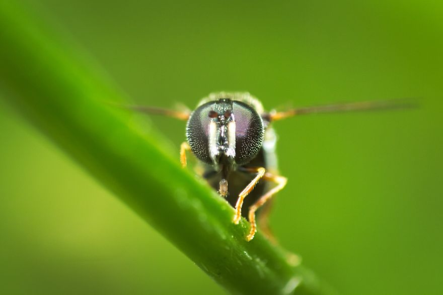 I Made A Macro Lens From Canon 18-55 And Was Surprised By The Shots It Can Take I Made A Macro Lens From Canon 18-55 And Was Surprised By The Shots It Can Take