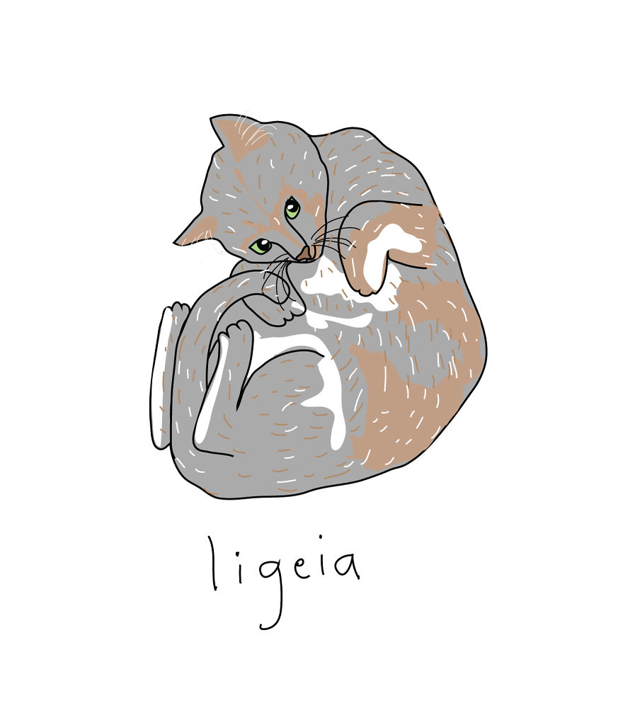 I Make Ridiculously Cute Pet Portraits